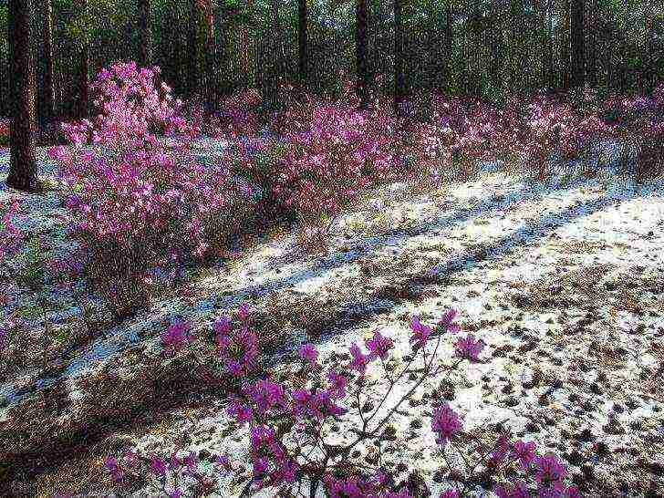 how to grow rhododendrons in the Leningrad region