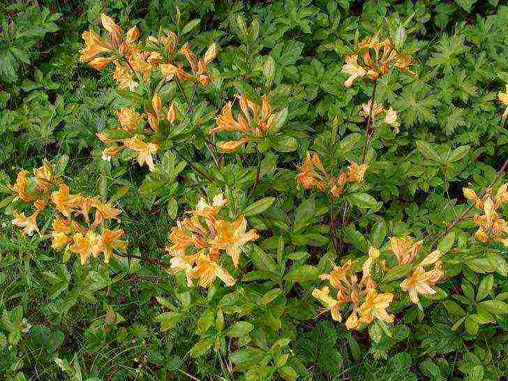 kung paano mapalago ang mga rhododendrons sa rehiyon ng Leningrad