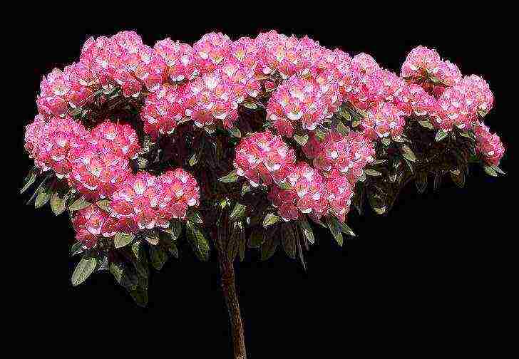 kung paano mapalago ang mga rhododendrons sa rehiyon ng Leningrad