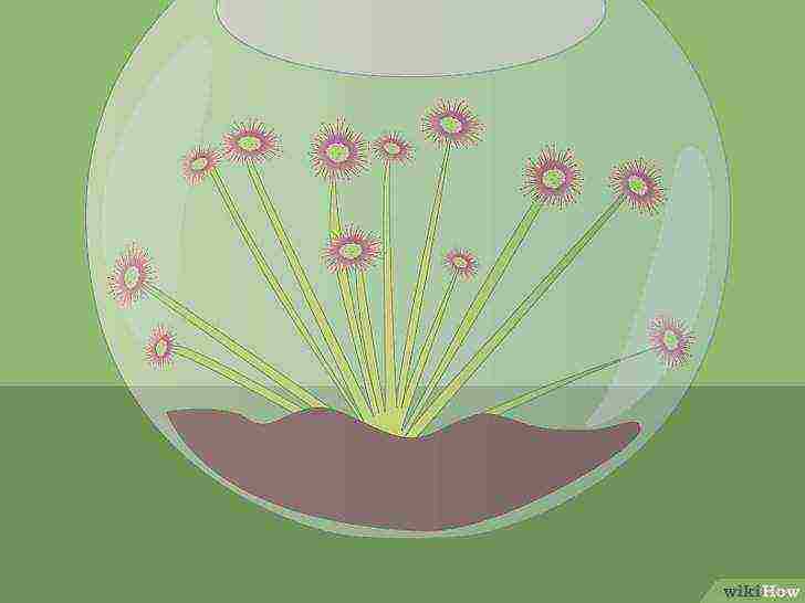 how to grow a sundew at home