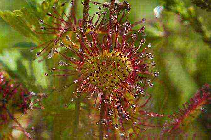 how to grow a sundew at home