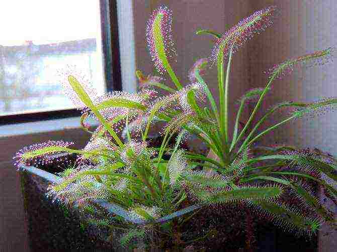 how to grow a sundew at home