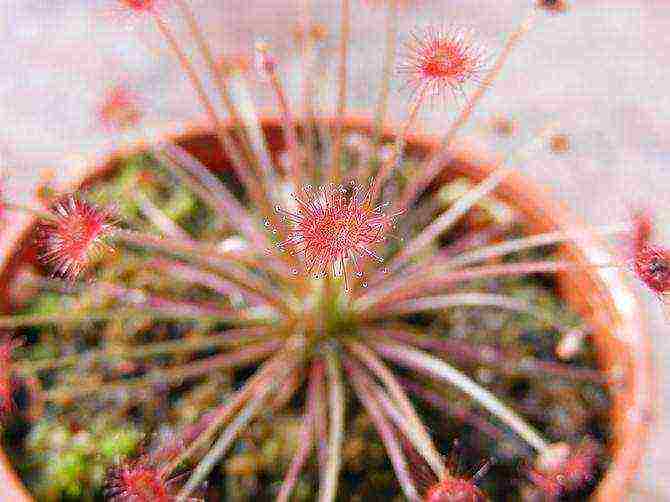 how to grow a sundew at home