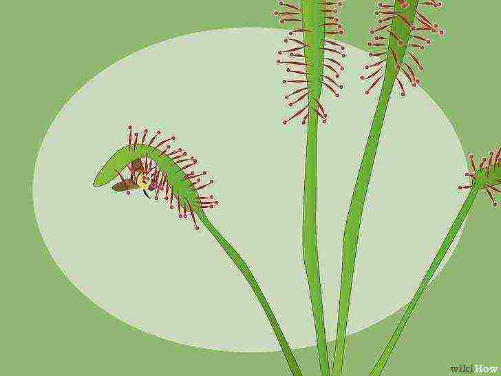 how to grow a sundew at home