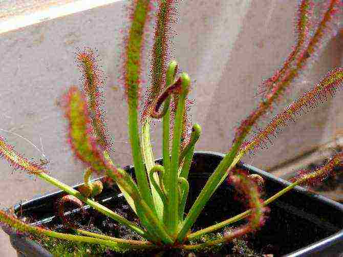 how to grow a sundew at home