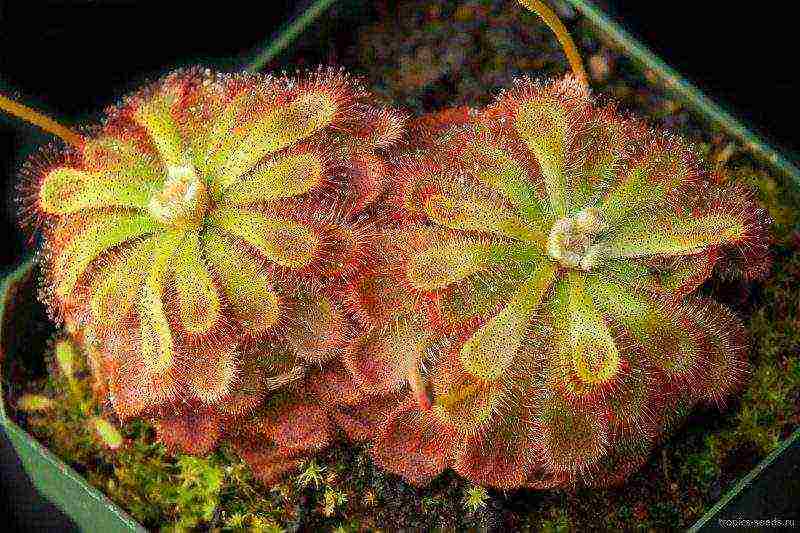 how to grow a sundew at home