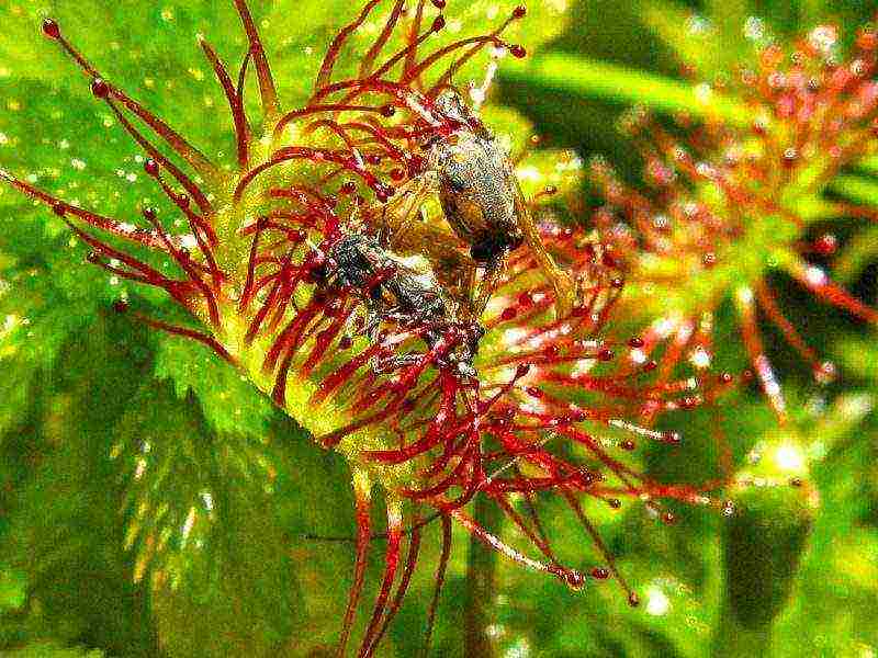 how to grow a sundew at home