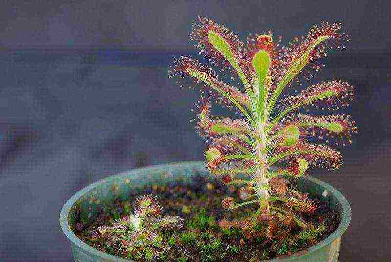 how to grow a sundew at home