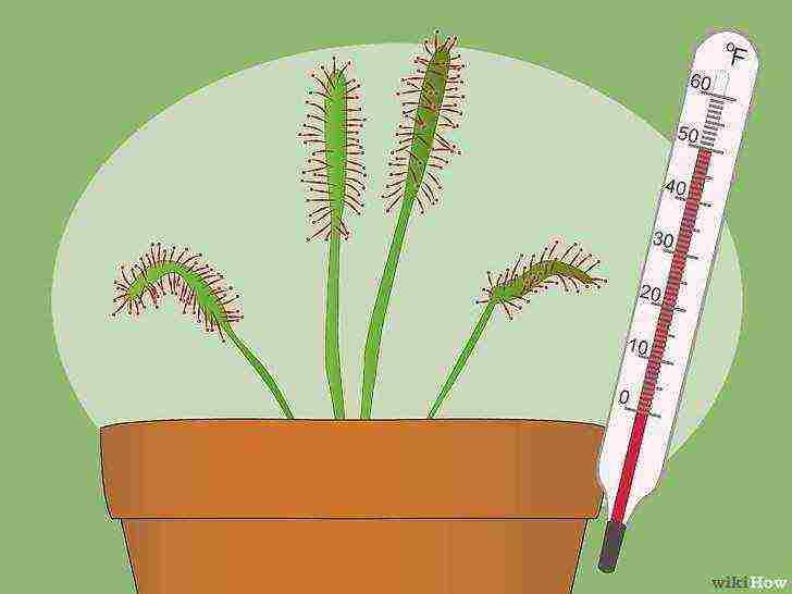 how to grow a sundew at home