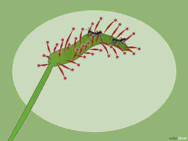 how to grow a sundew at home