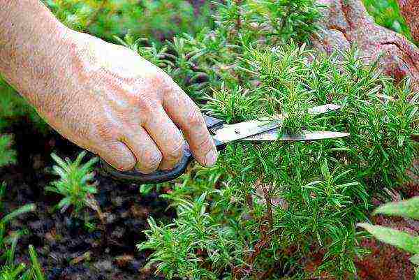 how to grow rosemary at home from seeds