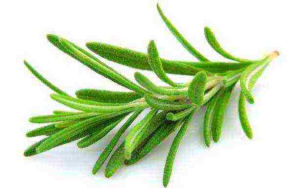 kung paano mapalago ang rosemary sa bahay mula sa mga binhi