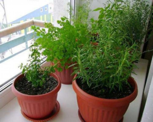 how to grow rosemary at home from seeds