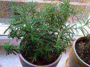 how to grow rosemary at home from seeds