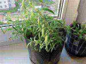 how to grow rosemary at home from seeds