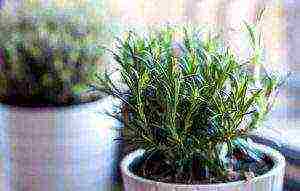 how to grow rosemary at home from seeds