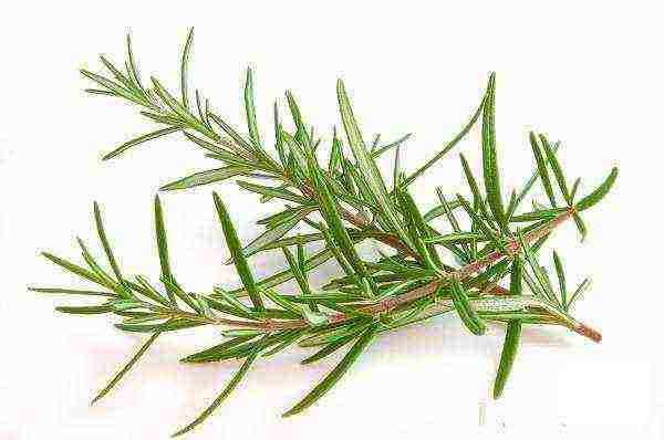 how to grow rosemary at home from seeds