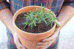 how to grow rosemary at home from seeds