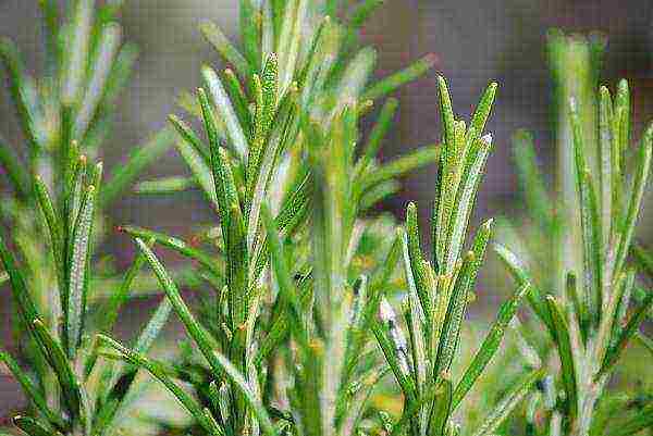 kung paano mapalago ang rosemary sa bahay mula sa mga binhi