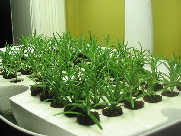 how to grow rosemary at home from seeds