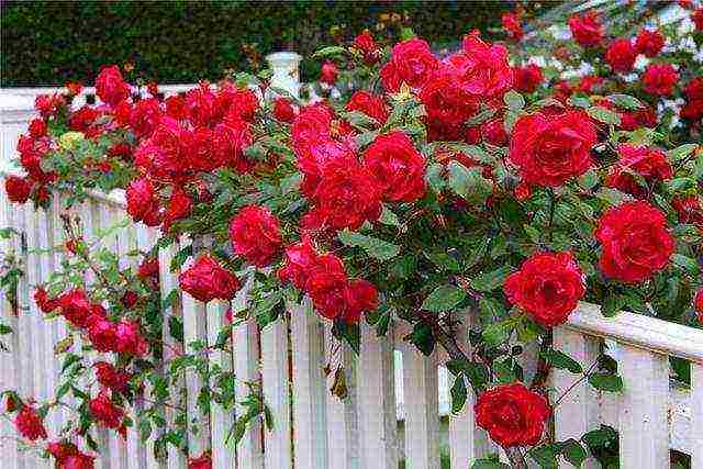 how to grow a rose at home from seeds