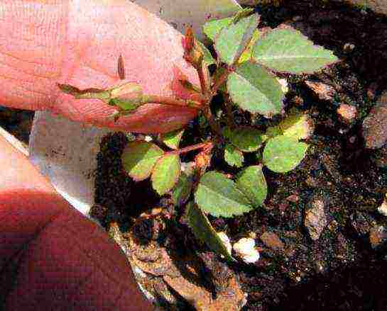 how to grow a rose at home from seeds