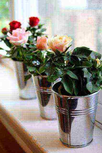 how to grow roses from a bouquet at home