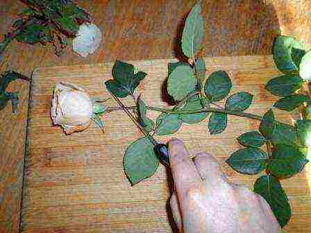 how to grow roses from a bouquet at home