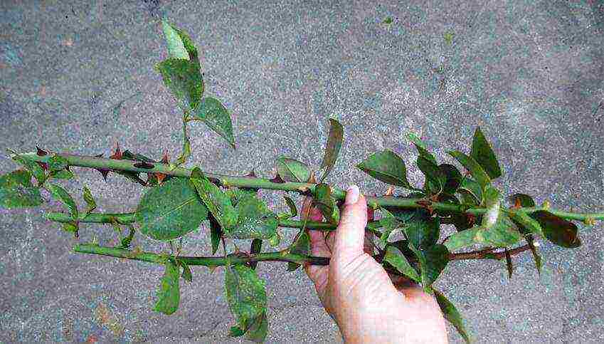 how to grow roses from cuttings at home