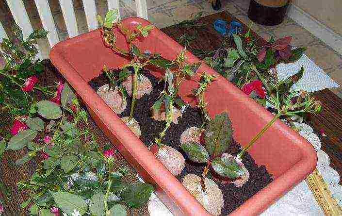 how to grow roses from cuttings at home