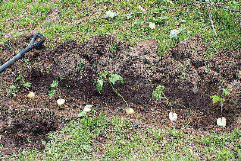 kung paano palaguin ang mga rosas mula sa pinagputulan sa bahay