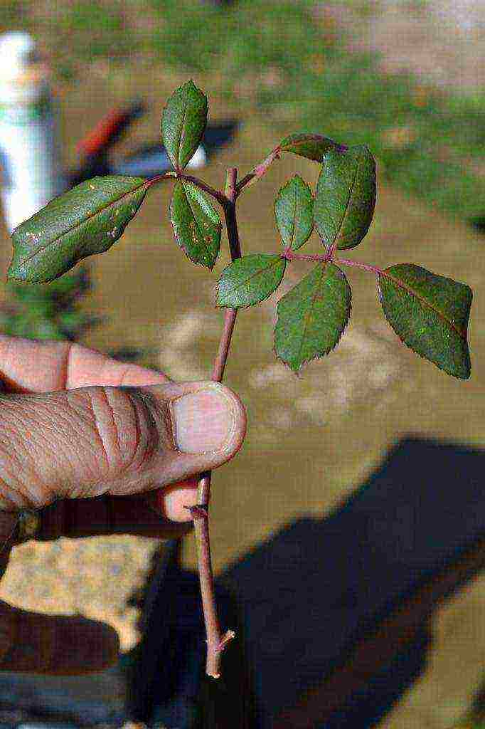 how to grow roses from cuttings at home