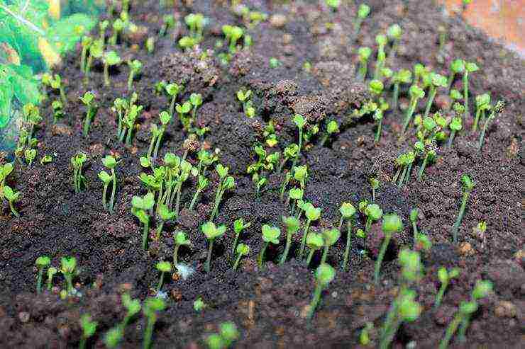 how to grow arugula at home