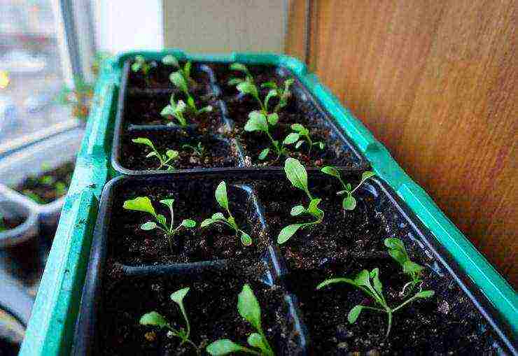 kung paano palaguin ang arugula sa bahay