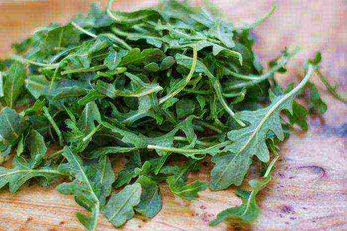 kung paano palaguin ang arugula sa bahay sa taglamig