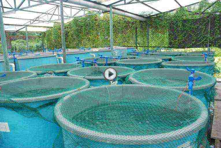 how to grow fish in artificial reservoirs and uzv