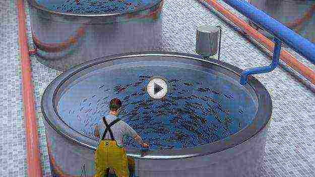 how to grow fish in artificial reservoirs and uzv