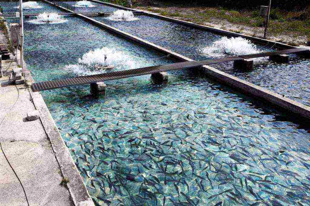 how to grow fish in artificial reservoirs and uzv