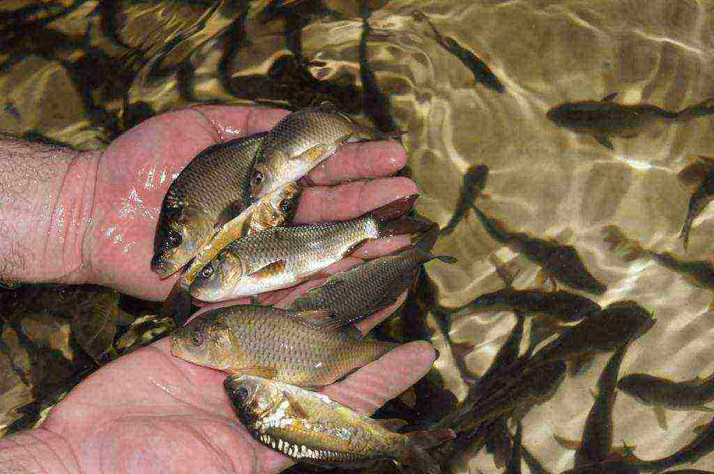 kung paano palaguin ang mga isda sa artipisyal na mga reservoir at uzv