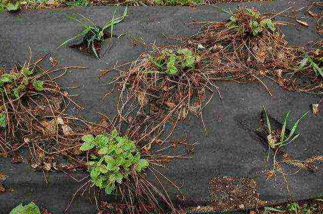 how to grow garden strawberries outdoors