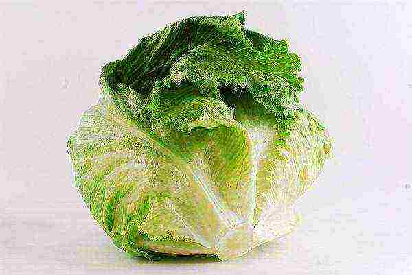 how to grow iceberg lettuce at home