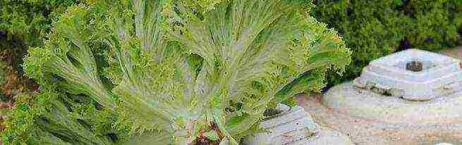 how to grow salad at home