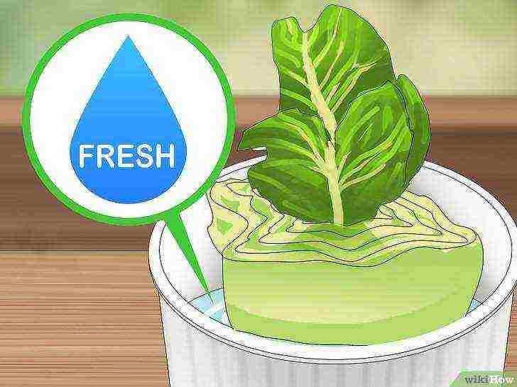 how to grow salads at home