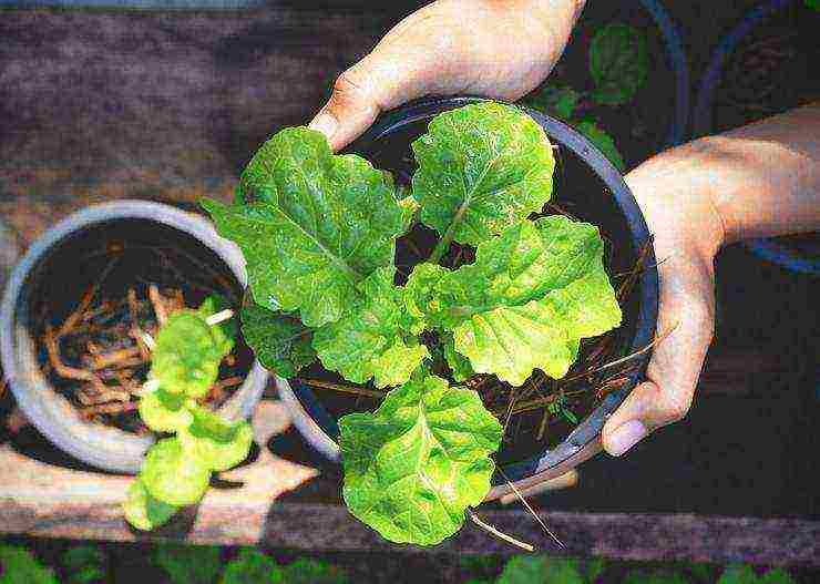 how to grow salads at home