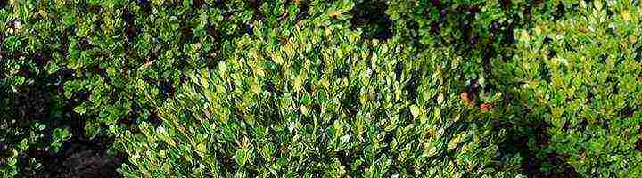 how to grow boxwood at home