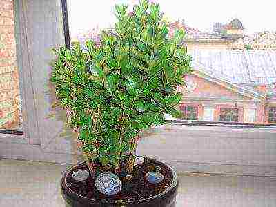 how to grow boxwood at home