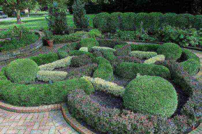 how to grow boxwood at home