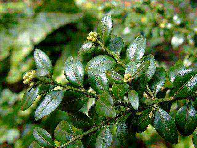 how to grow boxwood at home