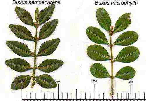 how to grow boxwood at home