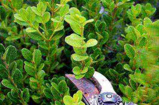 how to grow boxwood at home